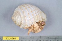 藏品(印紋真寄居蟹)的圖片